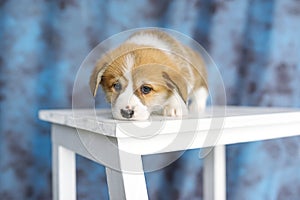 Lovely puppy dog portrait, puppy dog lay down on wooden white chair.