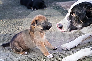 Lovely Puppy playing outdoor