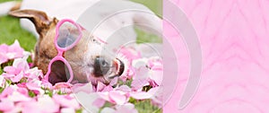 Lovely puppy wearing heart shaped sunglasses lying on rose flower petals. Place your text on textured background with flower petal