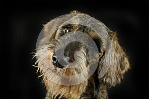 Lovely puppy wired hair dachshund portrait in black photo studio