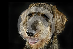 Lovely puppy wired hair dachshund portrait in black photo studio