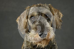 Lovely puppy wired hair dachshund portrait in gray photo studio