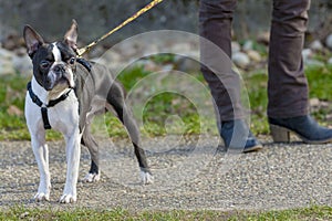 A lovely purebred Boston Terrier enjoying a day in the park. Cute 2-year-old Boston Terrier at a stop during a walk in the park