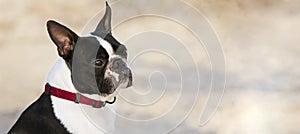 A lovely purebred Boston Terrier enjoying a day in the park. Cute 2-year-old Boston Terrier at a stop during a walk in the park