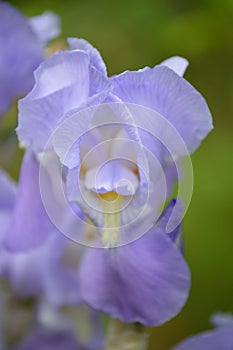 Lovely Purple flower north carolina