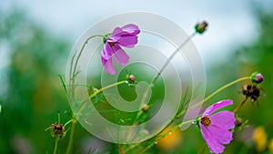Lovely Purple Flowers	Blurred Background