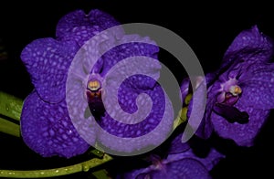 Lovely Purple Orchids with dark evening background