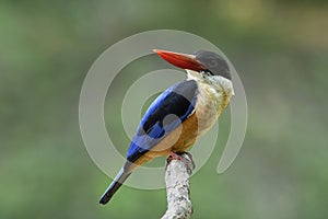Lovely red beak with blue wings and white throat percing on wood