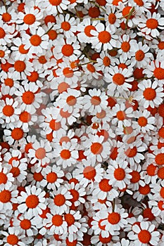 Lovely red blossom daisy flowers background
