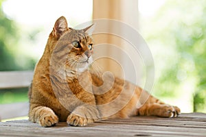 Lovely red cat on wooden table