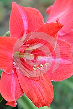 Lovely Red closeup of a Belladonna Lily Flower