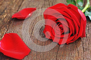 Lovely red color rose flower on wood texture background decorated with mini red heart figure, sweet valentine present concept