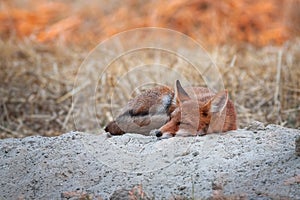 Lovely red fox sleeping at sunrise with first sun rays shining on background