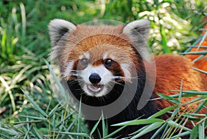 Lovely Red Panda photo