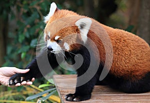 Red panda shaking hand with human