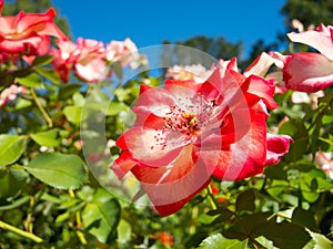 Lovely red pink petal of rose flower in spring season at a botanical garden.