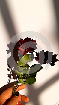 Lovely red rose flower aestetic photo