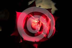 The lovely red rose flower at the garden