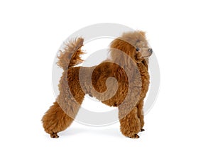 Lovely red Toy Poodle dog on a white background