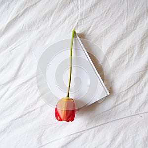 Lovely red tulip on a white book