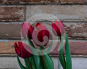 Lovely Red Tulips