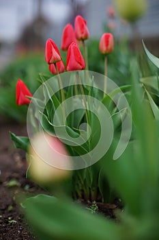 Lovely red tulips growing in a cloudy spring garden