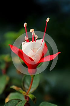 Lovely red and white flower of Fuchsia hybrida