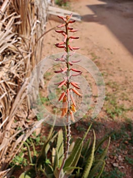 Lovely reddish Aloe vera flower with long stem at village area