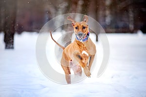 Lovely Rhodesian Ridgeback dog running in winter