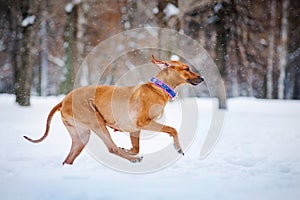 Lovely Rhodesian Ridgeback dog running in winter