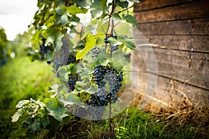 Lovely ripe, red grapes in a vineyard