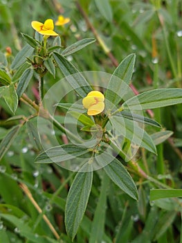 Lovely roadside flower