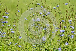 Lovely Roadside Flowers On A Tennessee Freeway