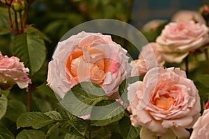 Lovely and romantic blooms of the Hybrid Tea rose cultivar `Double Delight` in the garden. Pink tea rose