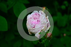 Lovely and romantic blooms of the Tea rose in the garden