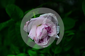 Lovely and romantic blooms of the Tea rose in the garden