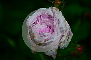 Lovely and romantic blooms of the Tea rose in the garden