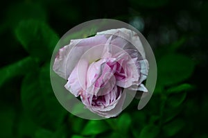 Lovely and romantic blooms of the Tea rose in the garden