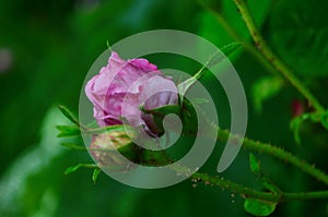 Lovely and romantic blooms of the Tea rose in the garden