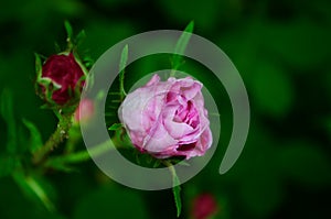 Lovely and romantic blooms of the Tea rose in the garden