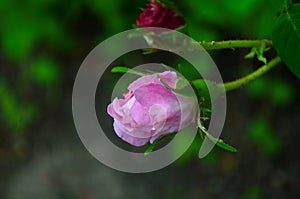 Lovely and romantic blooms of the Tea rose in the garden