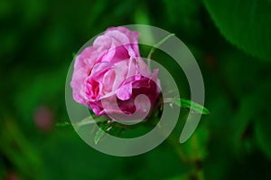 Lovely and romantic blooms of the Tea rose in the garden