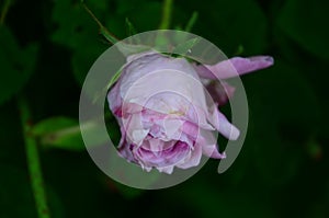 Lovely and romantic blooms of the Tea rose in the garden