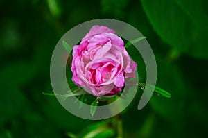 Lovely and romantic blooms of the Tea rose in the garden