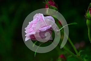 Lovely and romantic blooms of the Tea rose in the garden