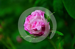 Lovely and romantic blooms of the Tea rose in the garden