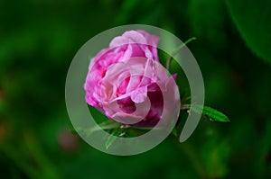 Lovely and romantic blooms of the Tea rose in the garden