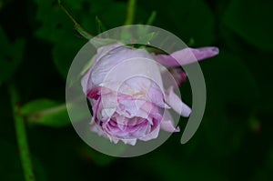 Lovely and romantic blooms of the Tea rose in the garden