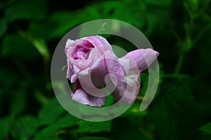 Lovely and romantic blooms of the Tea rose in the garden