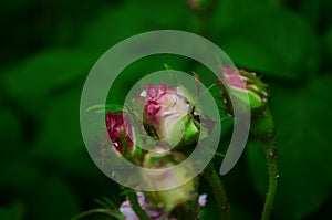 Lovely and romantic blooms of the Tea rose in the garden